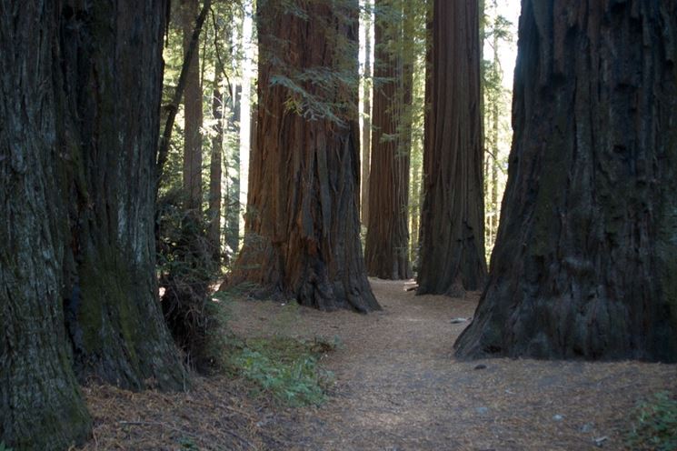 Sequoie