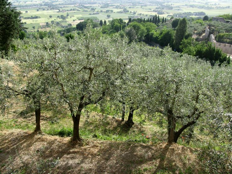 Alberi di ulivo