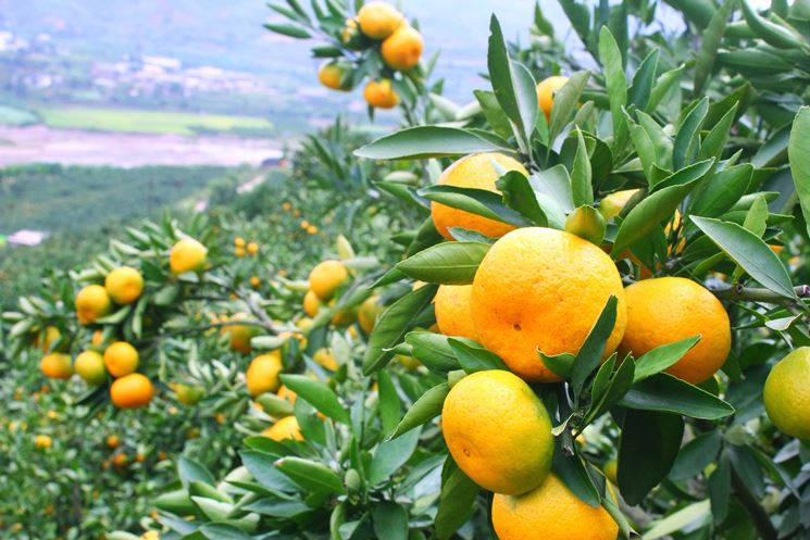 Alberi di agrumi