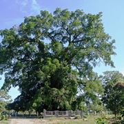 esempio di albero millenario