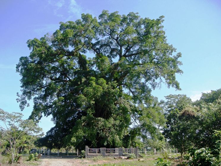 esempio di albero millenario