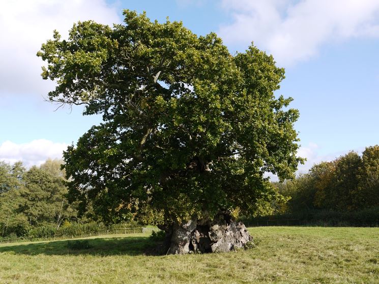 Albero dal diametro considerevole