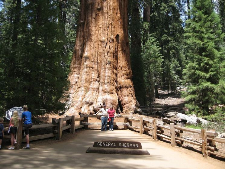 Sequoia General Sherman