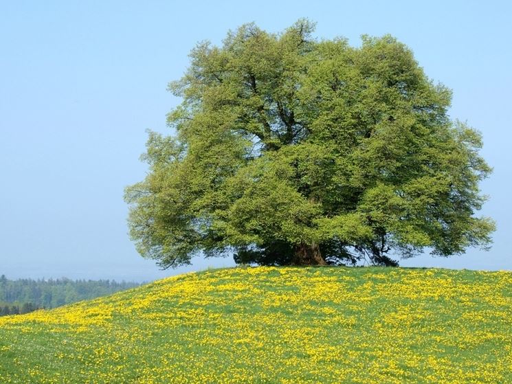 Tiglio prato