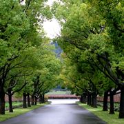 Alberi per i viali