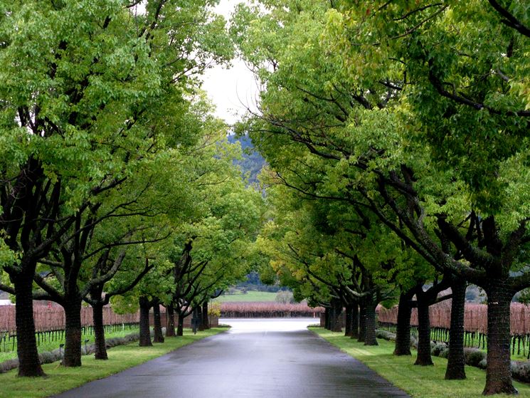 Alberi per i viali