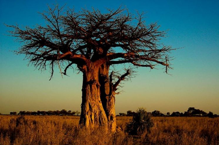 Esemplare di baobab