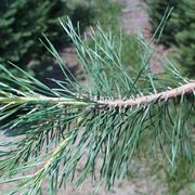 Ramo di un albero resinoso