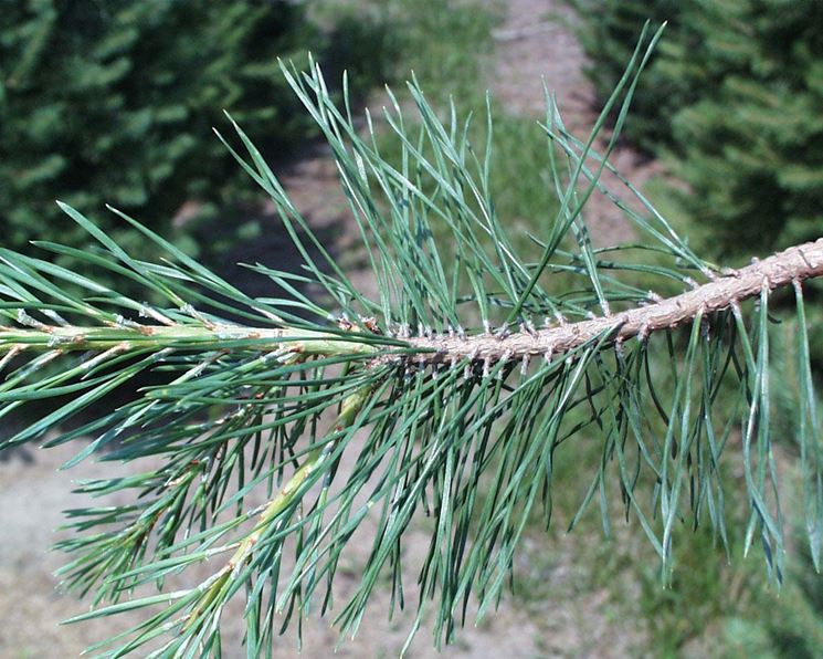 Ramo di un albero resinoso