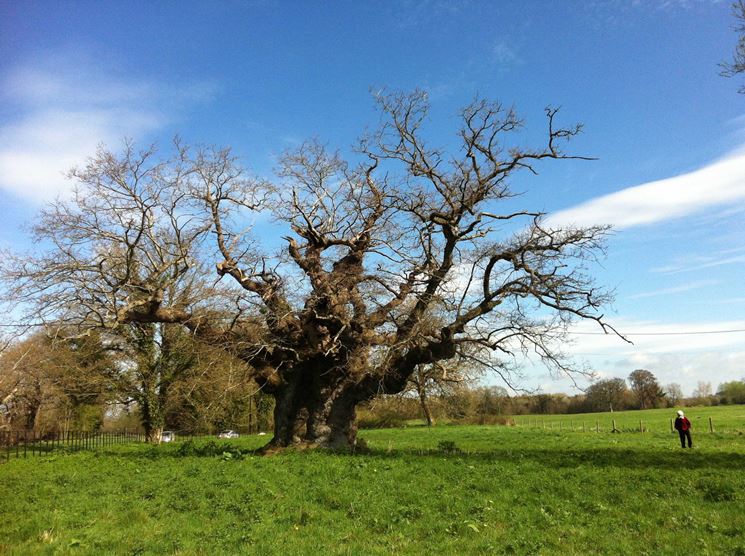 Quercia secolare