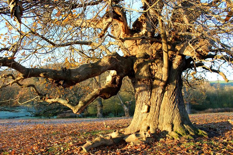 esempio albero secolare