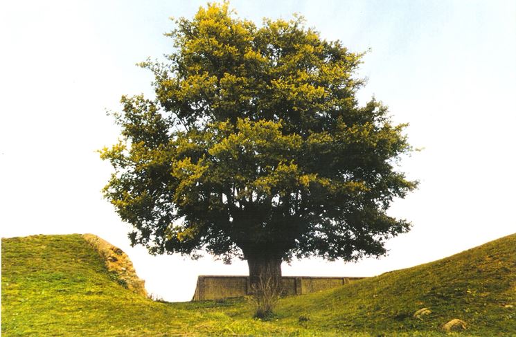 Esemplare di alberi ad alto fusto