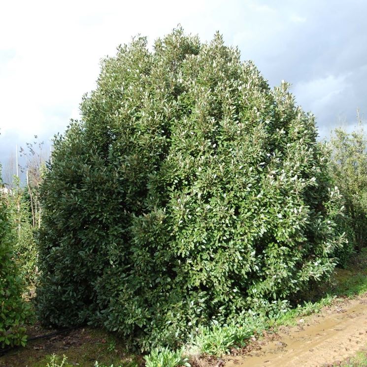 Alcuni alberi di quercia