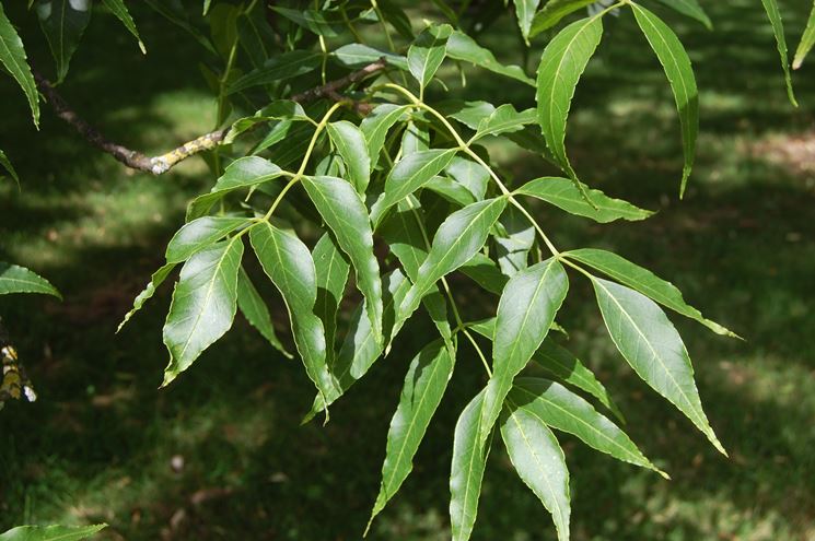 Ramo di albero di frassino