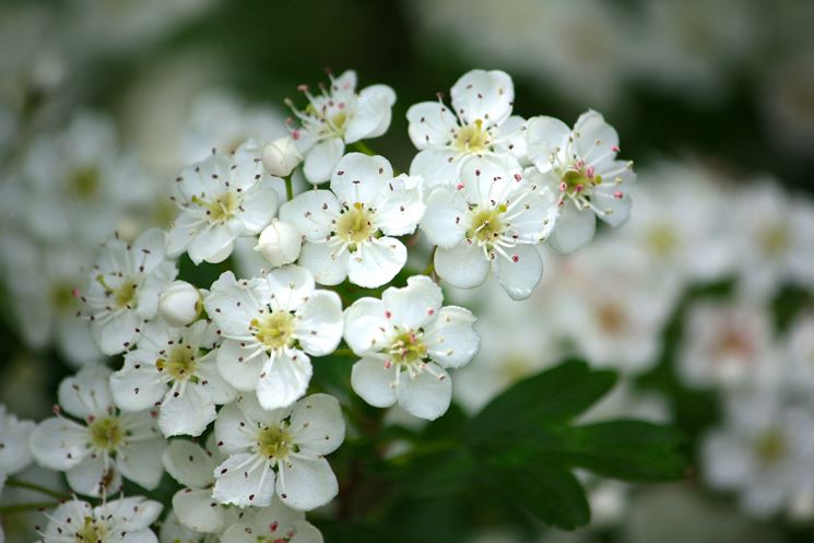 Fiori biancospino