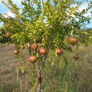 Albero di Melograno in terreno