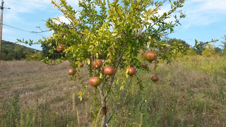 Albero di Melograno in terreno