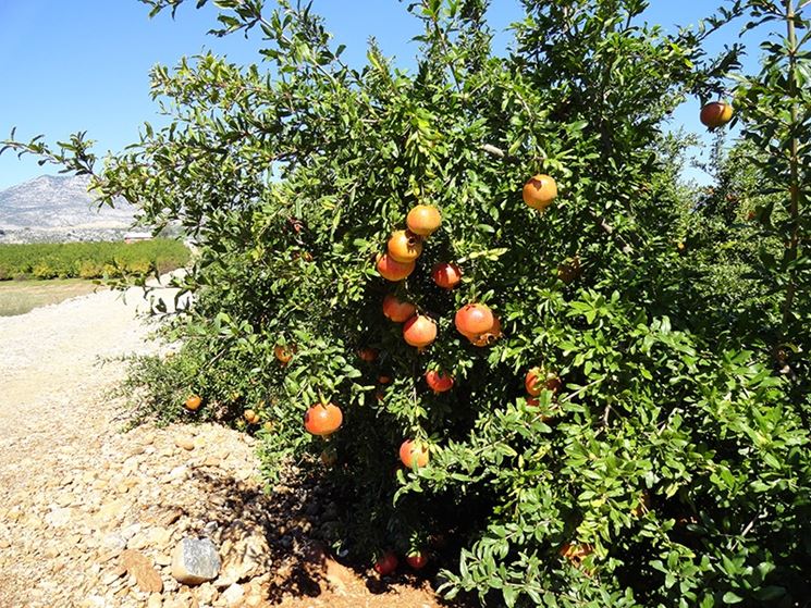 Alberi di Melograno biologici