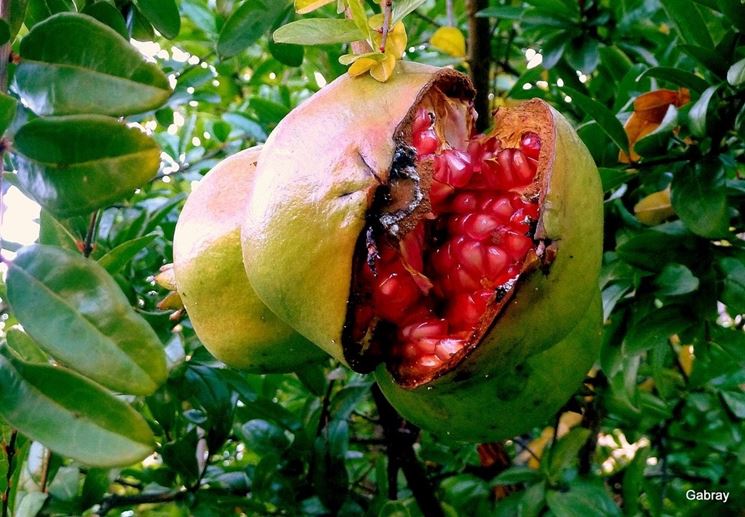 Melograno spaccato su albero