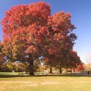 Quercia rossa