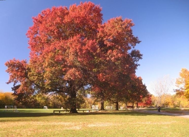 Quercia rossa