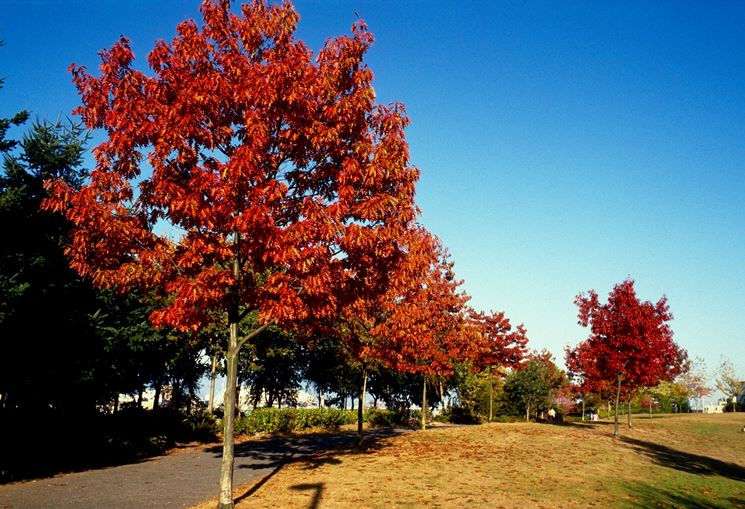 Alberi querce