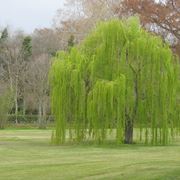 Albero di salice piangente