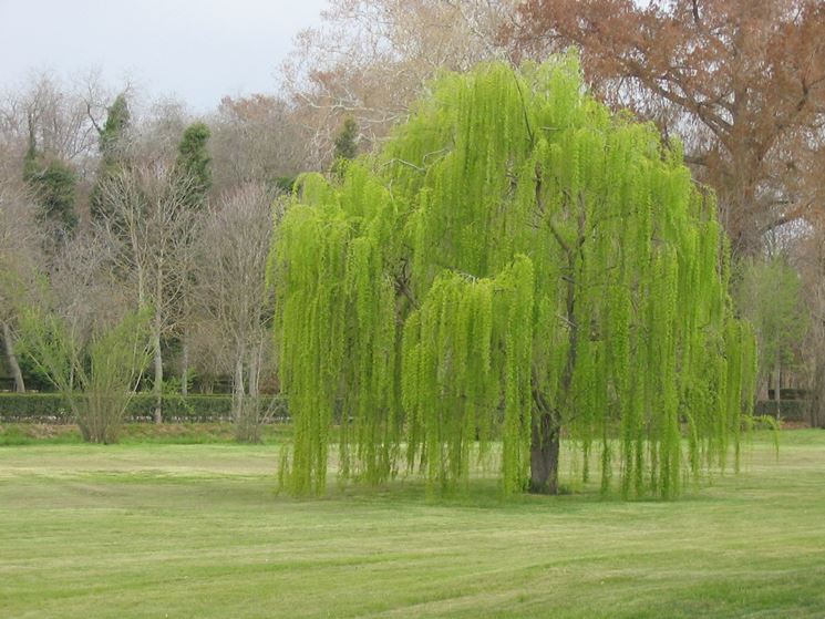 Albero di salice piangente