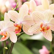 Fiori di Orchidee