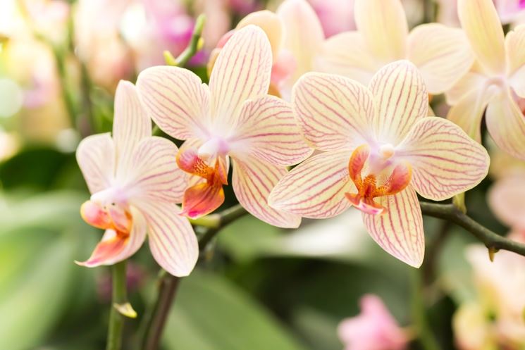 Trapiantare orchidee. Giardinaggio domestico. Corteccia di pino con muschio  e cocco. Orchidea bambino con pentola in mani femminili Foto stock - Alamy