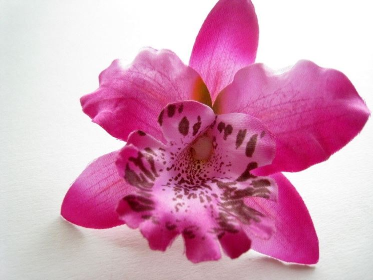 Particolare Orchidea viola