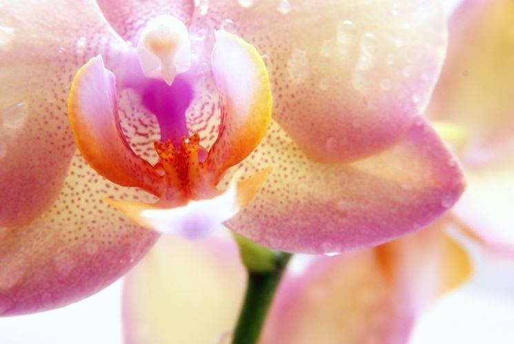 Particolare di un fiore di Orchidea