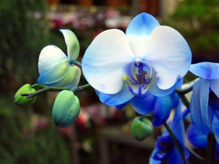 Fiore orchidea blu