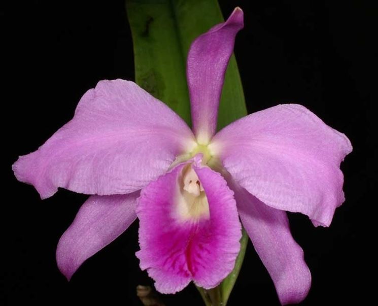 Fiore orchidea rara