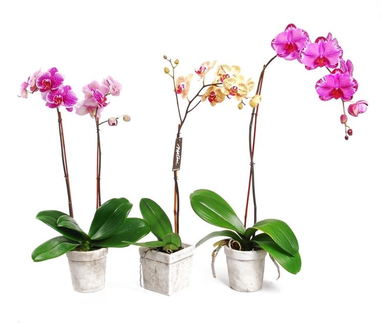 varietà orchidee
