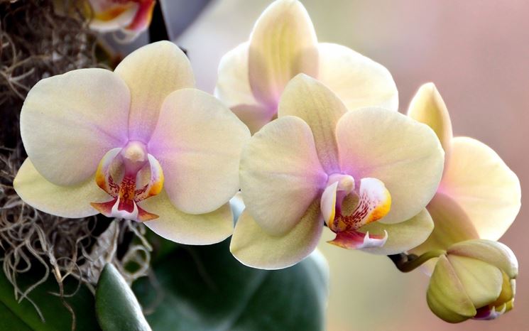 Fiori orchidee