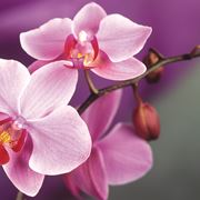 Sezioni botaniche di orchidea