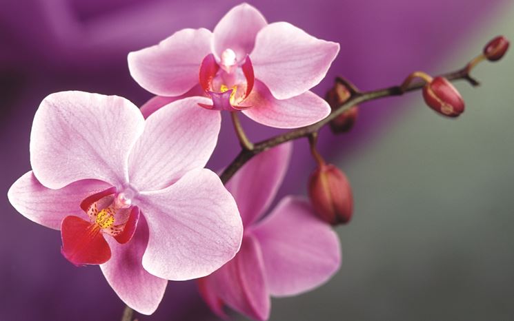 Sezioni botaniche di orchidea
