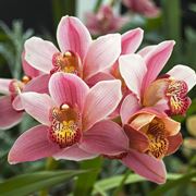 Esemplare di orchidea