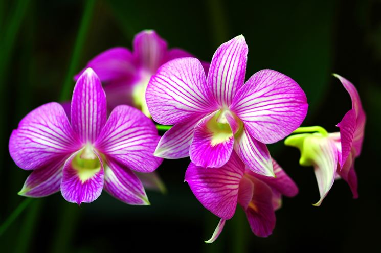 orchidee