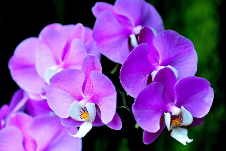 Esemplare di orchidea