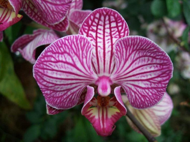 Fiore dell'orchidea