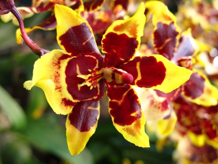 Fiori delle Orchidee Cambria
