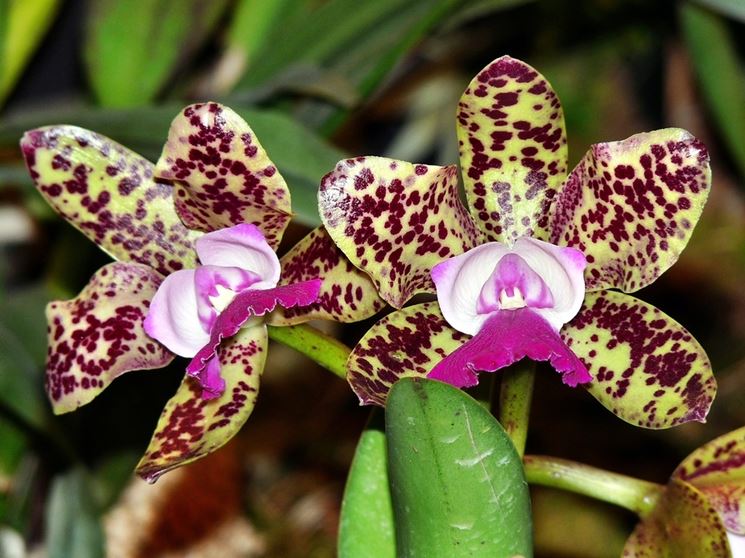 Orchidee Cambria