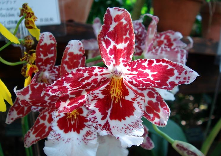 Orchidee cambria