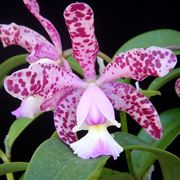 Orchidee cattleya