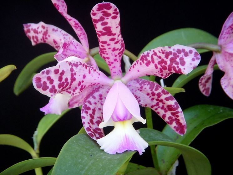 Orchidee cattleya