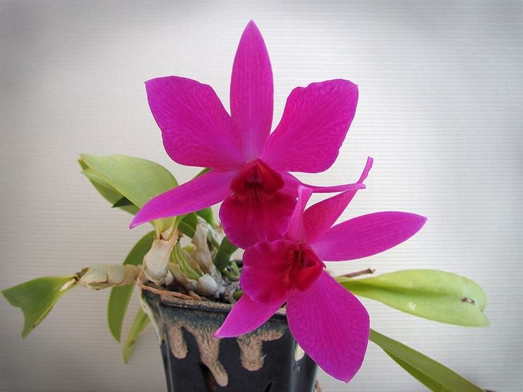 Orchidea cattleya