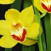 Fiore giallo di Orchidea Cymbidium