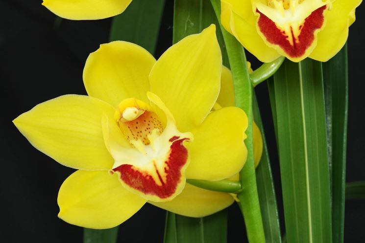 Fiore giallo di Orchidea Cymbidium